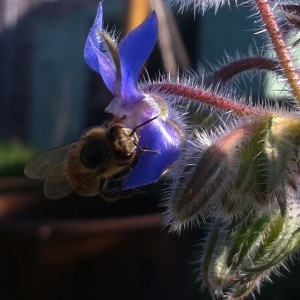 Bee on Borage