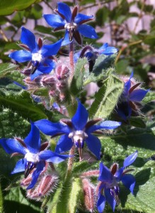 Borage in Bloom