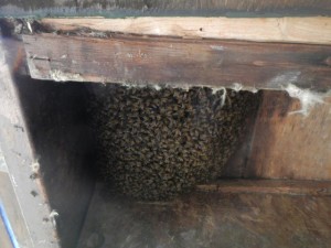 TreeHouseBees_Round2