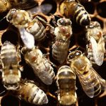 Brownish-orange bumps on the backs of these bees are Varroa jacobsoni mites. Photo by Lila De Guzman. Image Number K5069-21