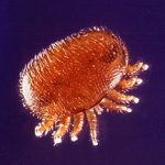 Varroa jacobsoni mite. Photo by Scott Bauer. Image Number K5111-10