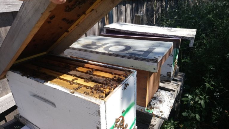 Harmony Hollow Apiaries