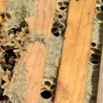 Propolis - Close up