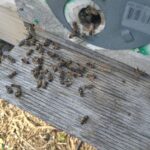 Dead bees on the landing board