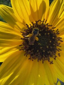 Photo: Laura Winters - Sunflower and Bee