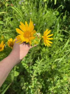 Roughstem rosinweed