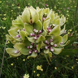 Photo: Rex Smith - Green Antelope-horn Milkweed