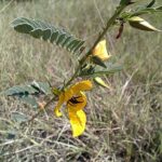 Photo: Laura Winters - Partridge Pea
